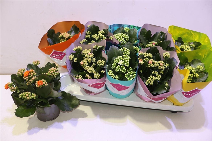 <h4>Kalanchoe Double Deluxe Mix</h4>