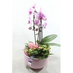 2218 KER ROZE PHAL XL