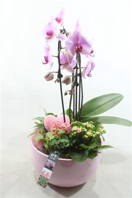 <h4>2218 KER ROZE PHAL XL</h4>