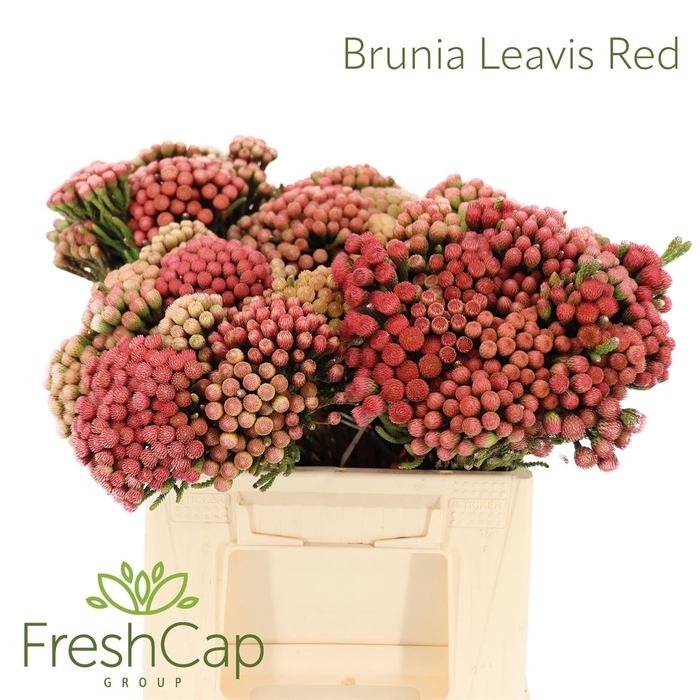 <h4>Brunia Laevis Red Medium</h4>