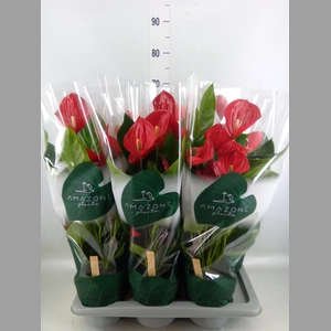Anthurium andr. 'Melodia'