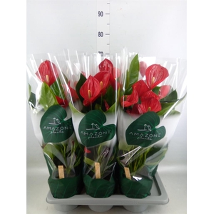 Anthurium andr. 'Melodia'