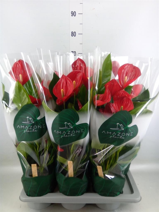 <h4>Anthurium andr. 'Melodia'</h4>