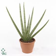 Sansevieria cylindrica Skyline 7Ø 15cm