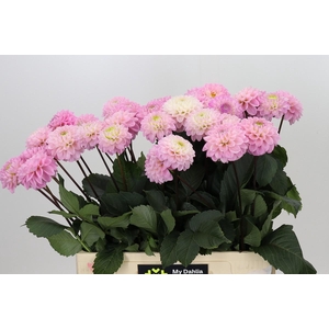 Dahlia Wizard of Oz