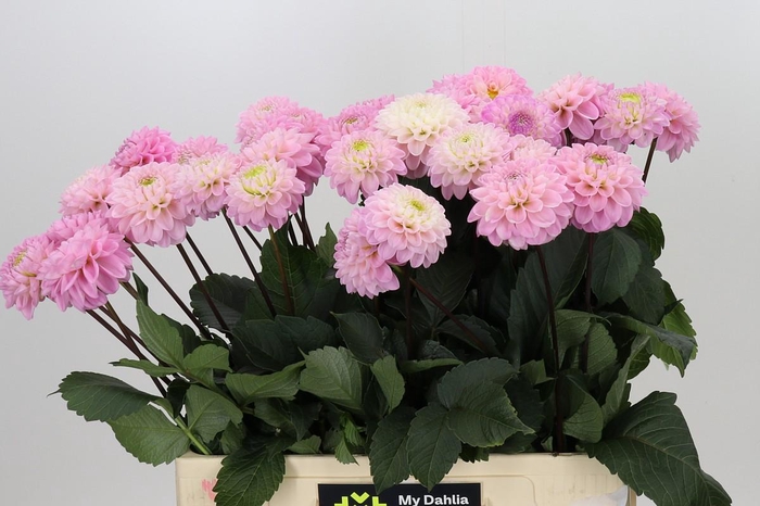 <h4>Dahlia Wizard of Oz</h4>
