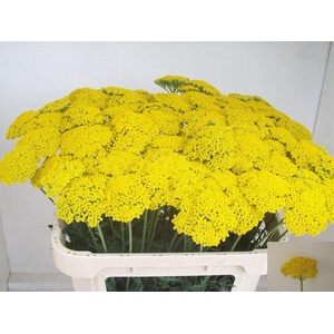 Achillea F Park Variety