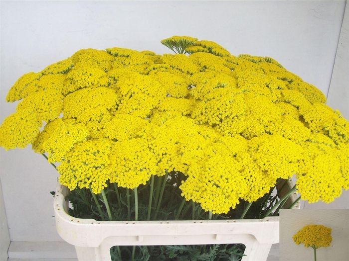 <h4>Achillea F Park Variety</h4>