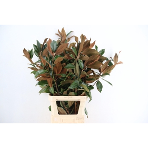 MAGNOLIA GRANDIFLORA PER STEM 130CM