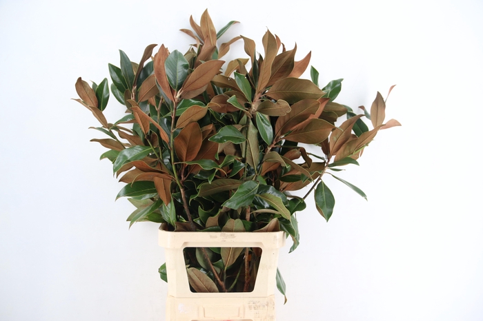 <h4>MAGNOLIA GRANDIFLORA PER STEM 130CM</h4>