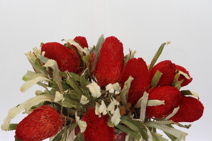 <h4>Banksia Burdetti Red</h4>