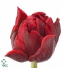 Tulipa do red princess