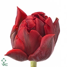 Tulipa do red princess
