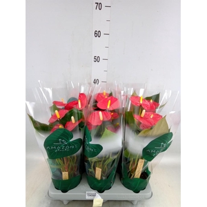 Anthurium andr. 'Aroha'