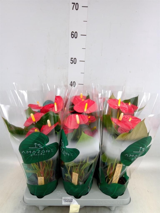 <h4>Anthurium andr. 'Aroha'</h4>