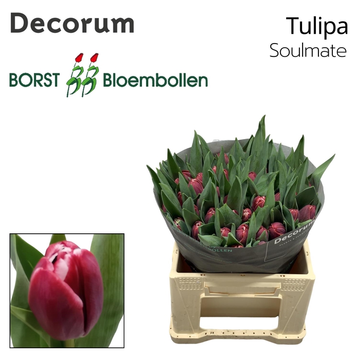 <h4>Tulipa Soulmate</h4>