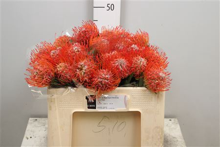 <h4>Leuco Co Tango</h4>