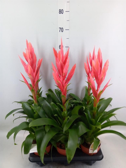 <h4>Tillandsia  'Ziva'</h4>