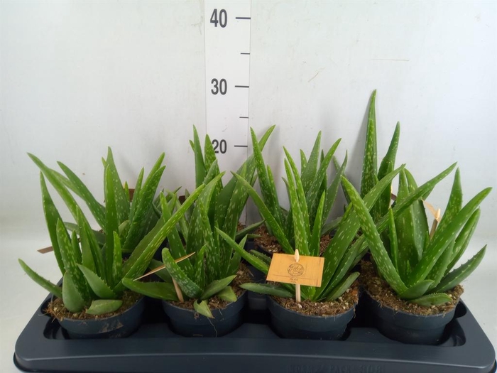 <h4>Aloe vera</h4>