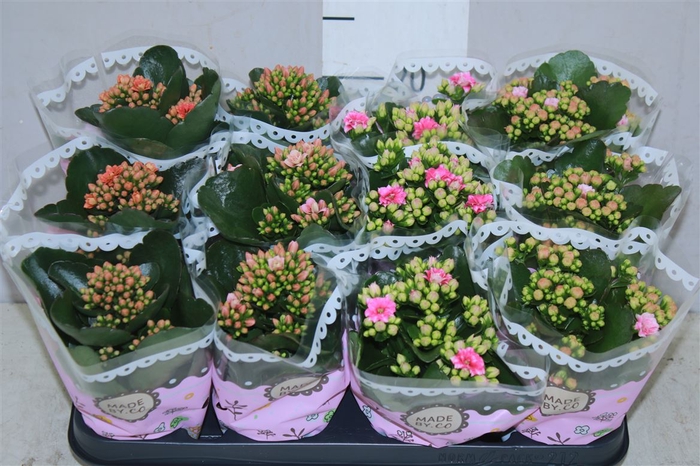 <h4>Kalanchoe Calandiva Mix Special</h4>