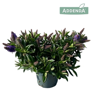 Hebe Addenda® Petita Blue P10,5