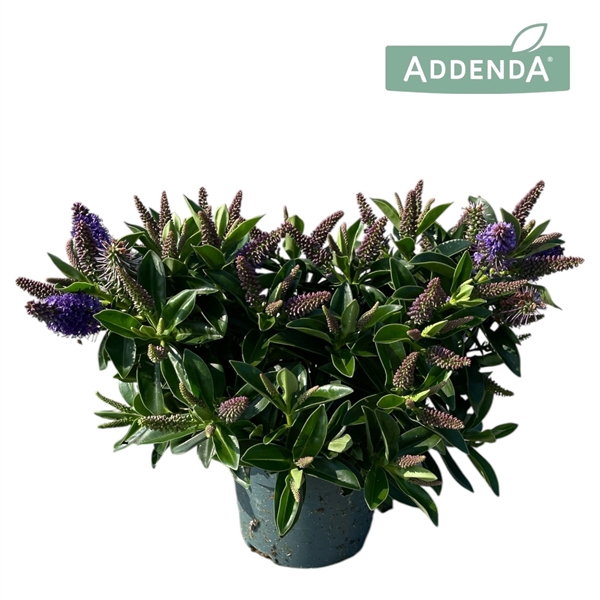 <h4>Hebe Addenda® Petita Blue P10,5</h4>