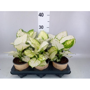 Aglaonema   ...