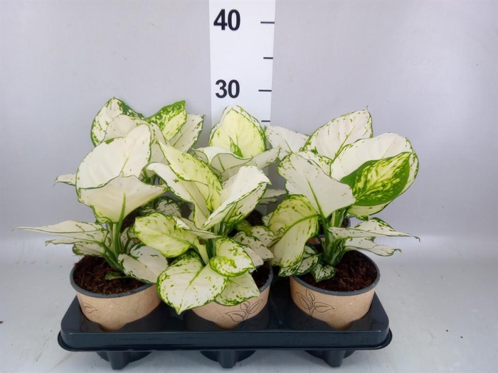 <h4>Aglaonema ...</h4>