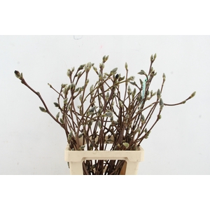 MAGNOLIA SUPERBA 070CM