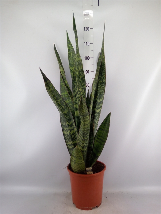 <h4>Sansevieria trifa.   ...</h4>