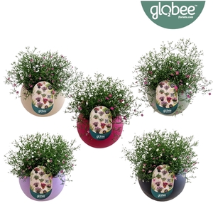 Gypsophila muralis gemengd in pot
