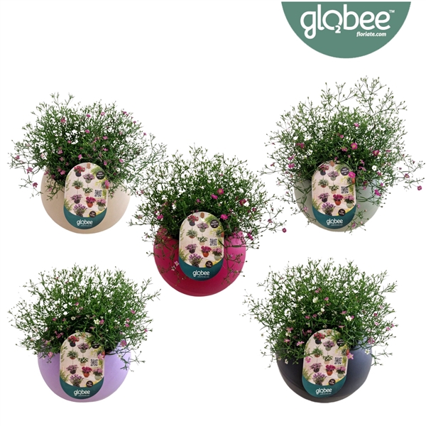 <h4>Gypsophila muralis gemengd in pot</h4>