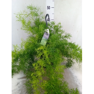 Asparagus dens. 'Sprengeri'