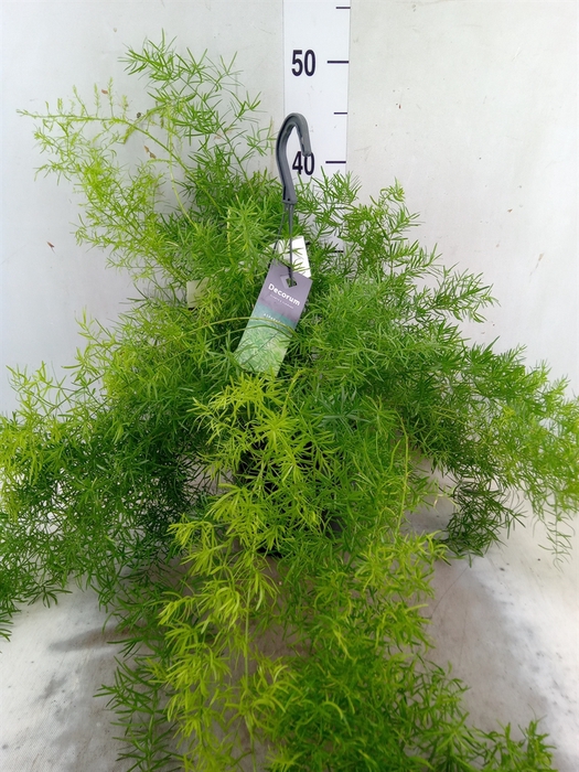 <h4>Asparagus dens. 'Sprengeri'</h4>