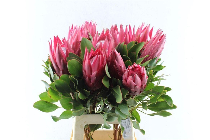 <h4>Protea Cy Madiba</h4>