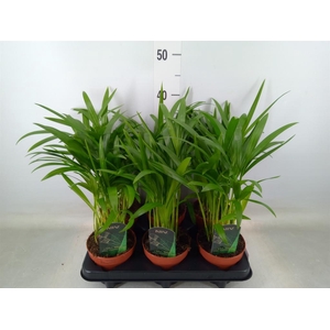 Dypsis lutescens   ...Chrysalidoca