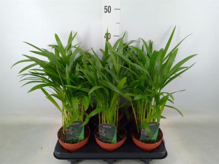 <h4>Dypsis lutescens   ...Chrysalidoca</h4>