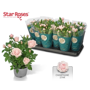 RO CHAMPAGNE STAR