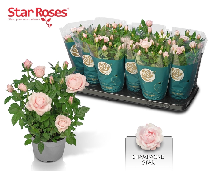 <h4>RO CHAMPAGNE STAR</h4>