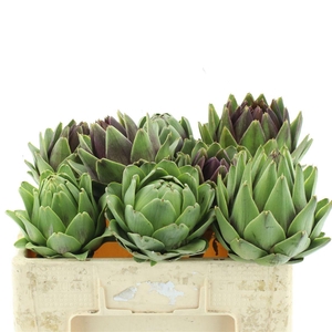 Cynara Scolymus Big