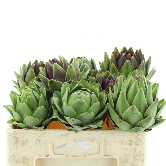 <h4>Cynara Scolymus Big</h4>