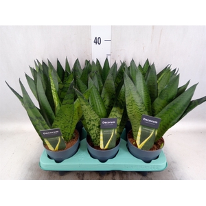 Sansevieria zeylanica