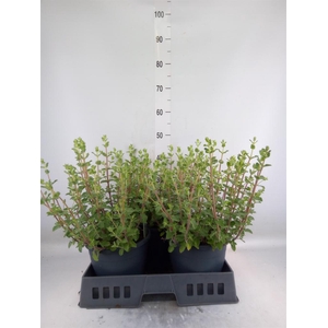 Nepeta faassenii 'Walkers Low'