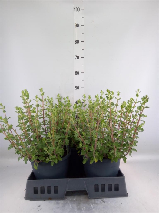 <h4>Nepeta faassenii 'Walkers Low'</h4>