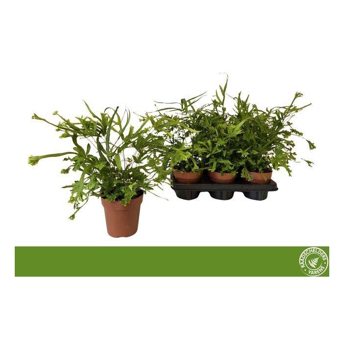 <h4>Pteris cretica 'Roeweri'</h4>