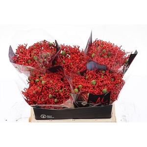 Jatropha P Firecrack