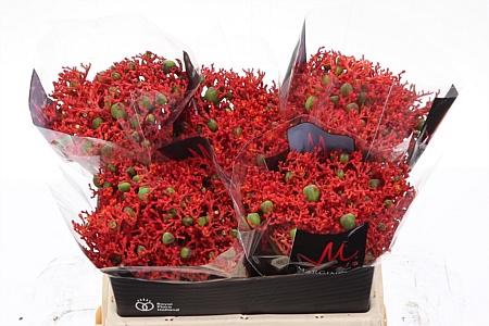 Jatropha P Firecrack