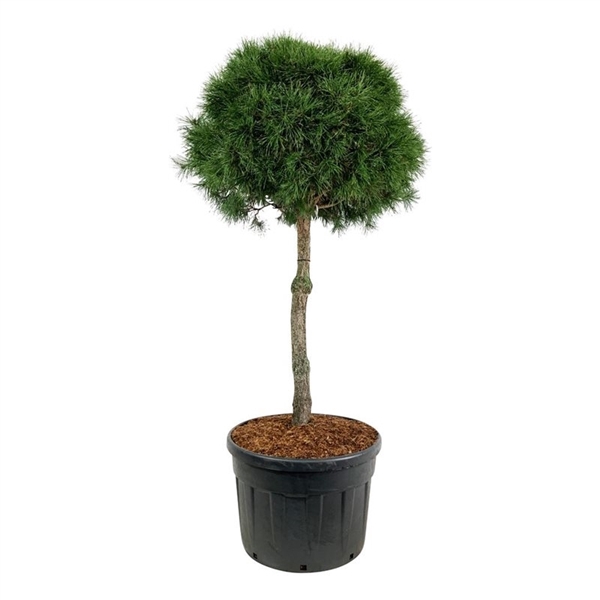 <h4>Pinus sylvestris</h4>