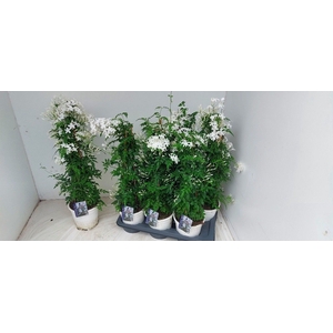 JASM POLYANTHUM WIT