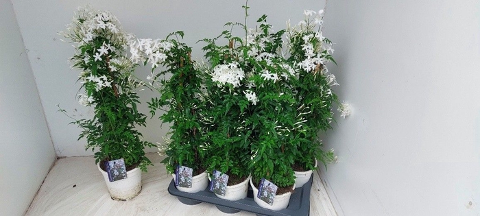 <h4>JASM POLYANTHUM WIT</h4>